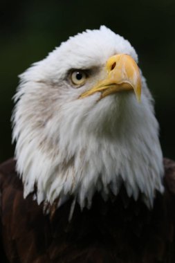 güzel beyaz kartal kafa , yakın çekim  