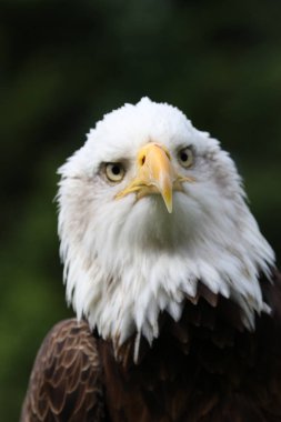 bulanık doğal arka plan üzerinde güzel beyaz kartal kafa, yakın çekim  