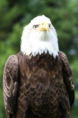 bulanık doğal arka plan üzerinde güzel beyaz kartal kafa, yakın çekim  