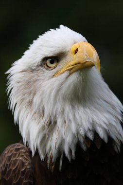 güzel beyaz kartal kafa , yakın çekim  