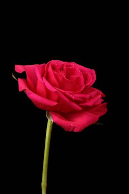 koyu arka plan taze güzel kırmızı gül çiçeği, yakın görünümü 