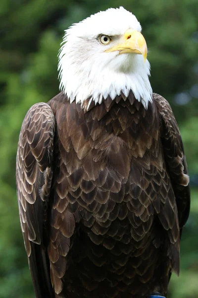 Schöner Weißer Adlerkopf Auf Verschwommenem Natürlichen Hintergrund Nahaufnahme — Stockfoto