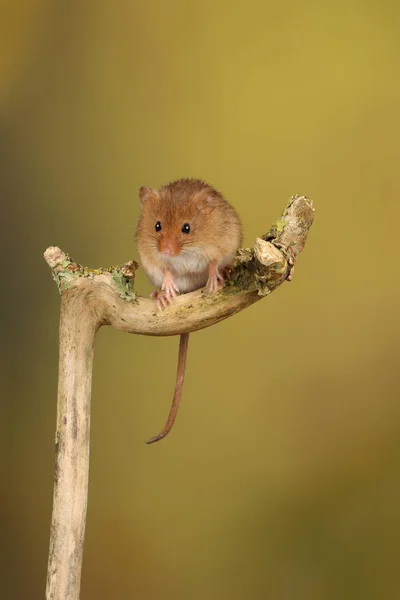 Cute Myszy Żniwa Drewnianym Patyku Przed Niewyraźne Tło — Zdjęcie stockowe