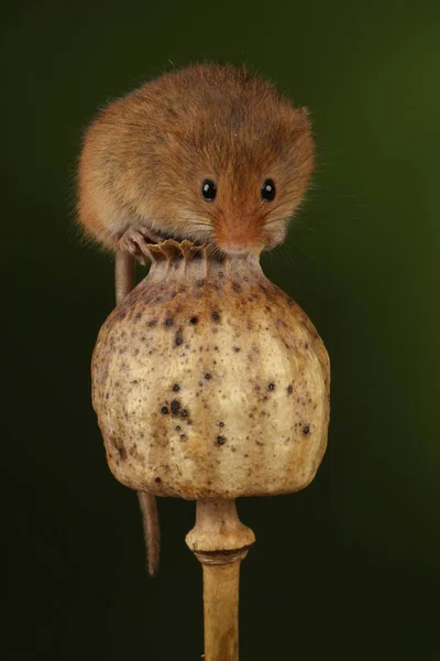 cute harvest mouse on poppy head