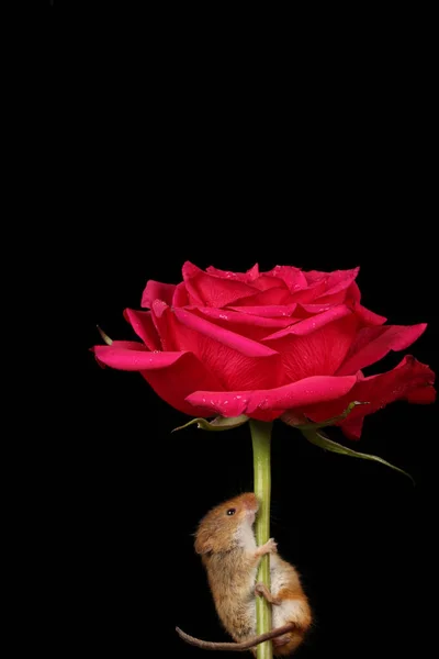 Niedliche Erntemaus Auf Roter Rosenblüte Vor Dunklem Hintergrund — Stockfoto