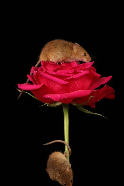 Souris Récolte Mignonnes Sur Fleur Rose Rouge Sur Fond Sombre — Photo