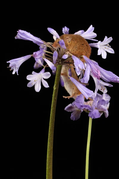 Souris Récolte Mignonnes Sur Des Fleurs Violettes Sur Fond Sombre — Photo