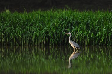 Leylek sabah göl kenarında