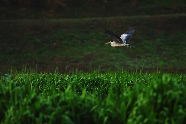 Fliying Gólya Reggel Tavon — Stock Fotó