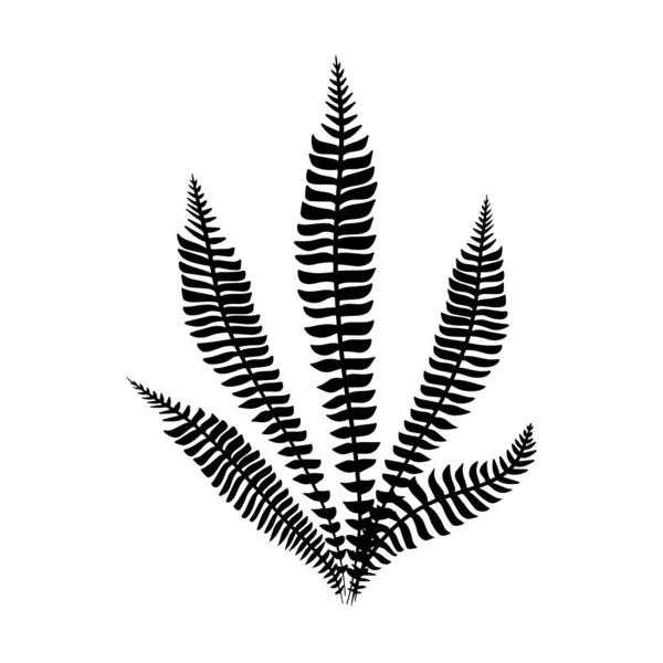 Fougère noire feuilles vecteur. Isolé noir sur blanc. Feuille tropicale minimaliste. Schéma botanique. — Image vectorielle