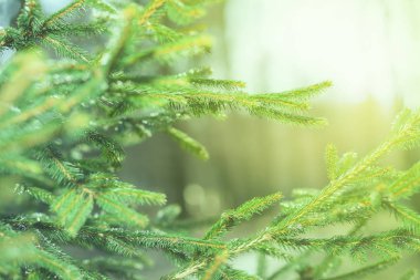 Taze yeşil Çamın dalları güneşli ormanda 