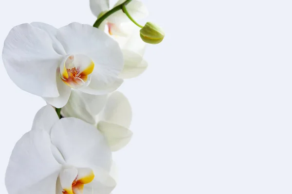 Orchidee Blumen Hintergrund — Stockfoto