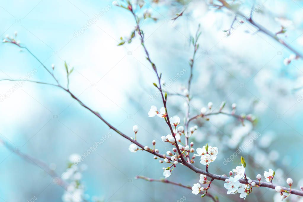 Cherry branch blossom in cold morning light. Abstract floral spring blossom