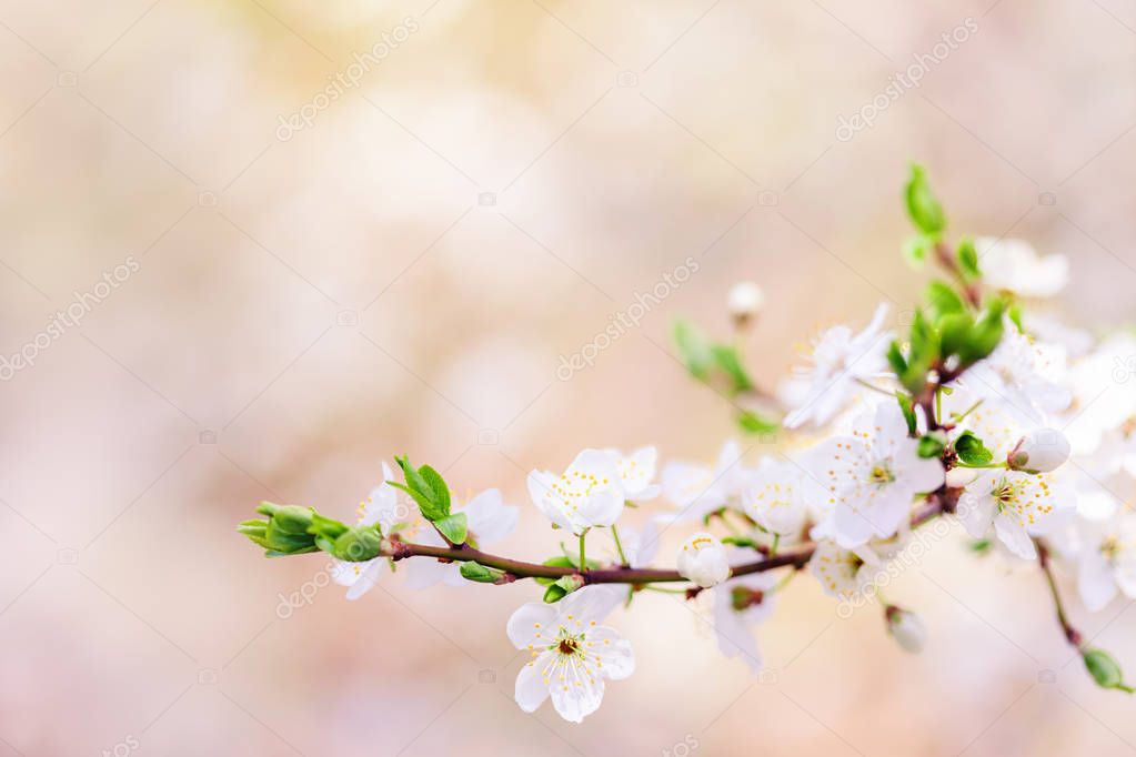 Branch with flowers soft blossom