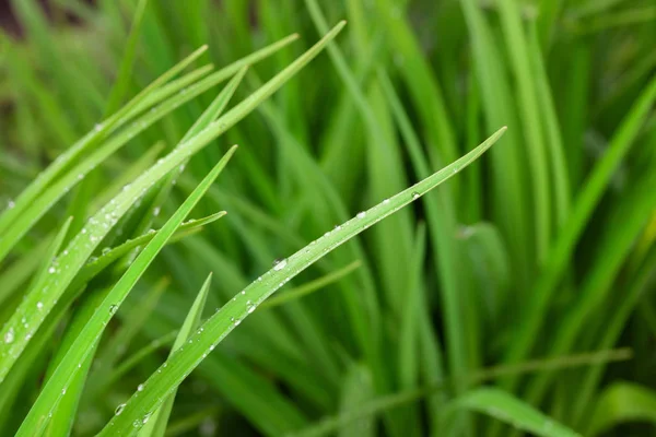 Fresh green grass with rain drops — Stock Photo, Image