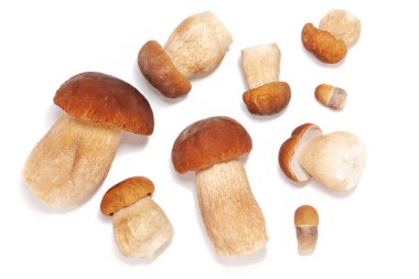 Beyaz üzerinde boletus edulis mantar