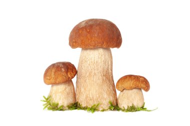 Beyaz üzerinde izole üç orman Kral boletus mantar