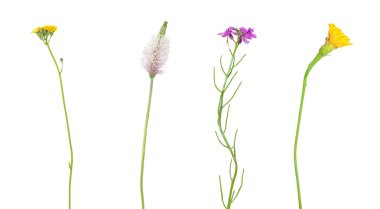 Beyaz üzerinde vahşi alan çiçekler