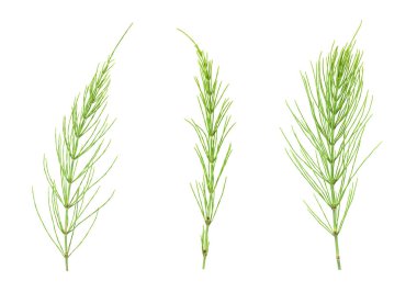 Equisetum bitki beyaz üzerinde set