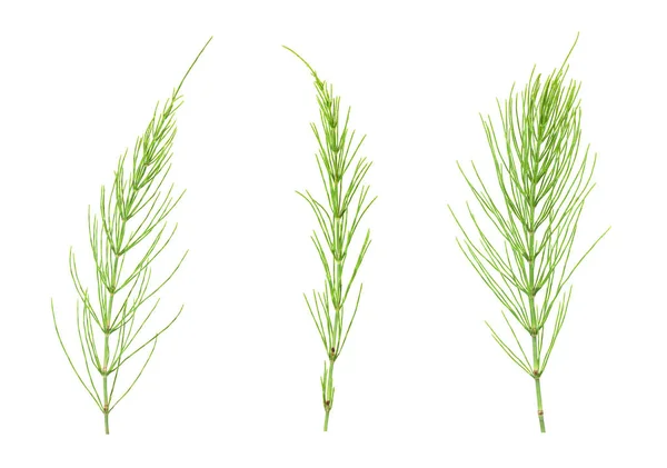 Equisetum bitki beyaz üzerinde set