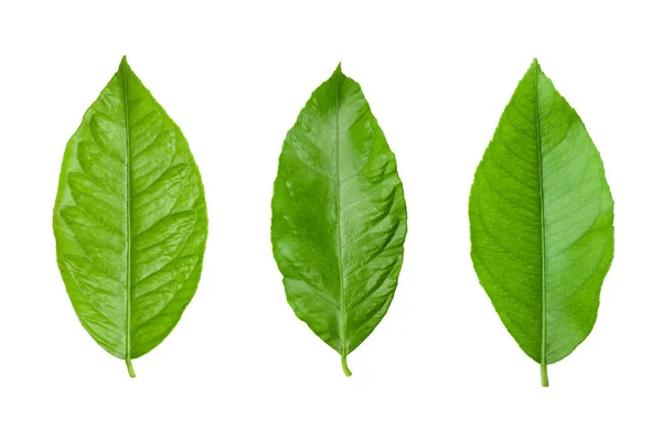 Цитрусовые листья на белом — стоковое фото