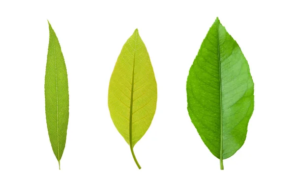 Verschiedene Blätter auf weiß — Stockfoto