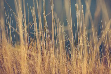 Yumuşak kuru sonbahar çim arka plan
