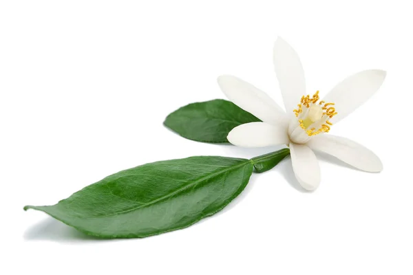 Citrus çiçeği malzemesi.