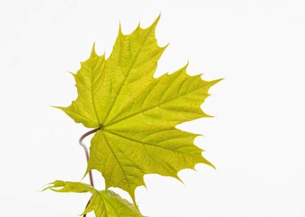 Green leaf on white background — Stock Photo, Image