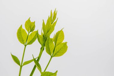 Beyaz backgound üzerinde yeşil yapraklar