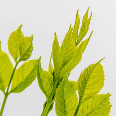 Beyaz backgound üzerinde yeşil yapraklar