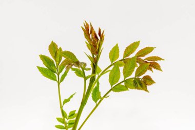 Beyaz backgound üzerinde yeşil yapraklar