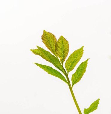 Beyaz backgound üzerinde yeşil yapraklar