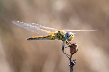 Yusufçuk kurutulmuş bitki üzerinde oturur