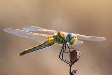 Yusufçuk kurutulmuş bitki üzerinde oturur