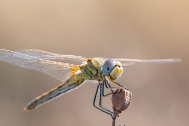 Yusufçuk kurutulmuş bitki üzerinde oturur