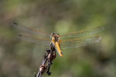 Yusufçuk kurutulmuş bitki üzerinde oturur
