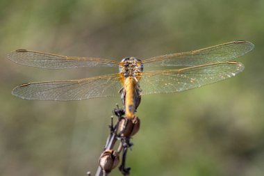 Yusufçuk kurutulmuş bitki üzerinde oturur