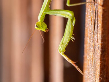 Peygamber Devesi. Böcek, detaylı portre ve vahşi yaşam