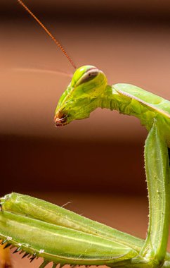 Peygamber Devesi. Böcek, detaylı portre ve vahşi yaşam