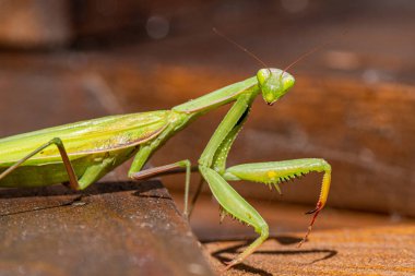 Peygamber Devesi. Böcek, detaylı portre ve vahşi yaşam