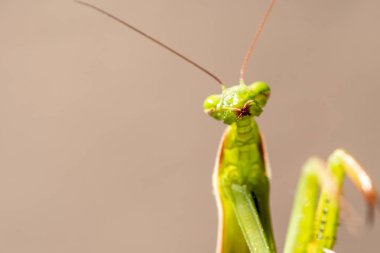 Peygamber Devesi. Böcek, detaylı portre ve vahşi yaşam