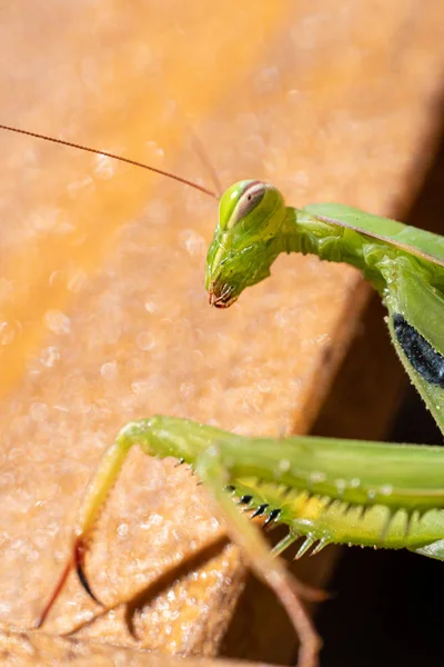 Gottesanbeterin Insekt Detailliertes Porträt Und Tierwelt — Stockfoto