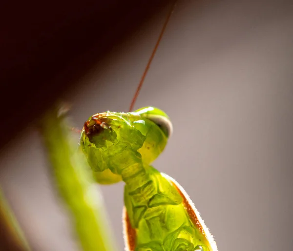 Rezando Mantis Insectos Retrato Detallado Vida Silvestre — Foto de Stock