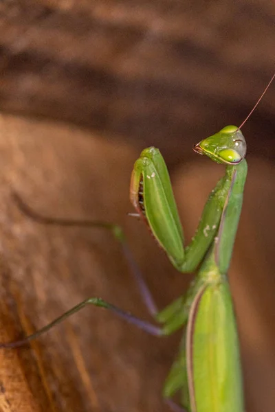 Gottesanbeterin Insekt Detailliertes Porträt Und Tierwelt — Stockfoto