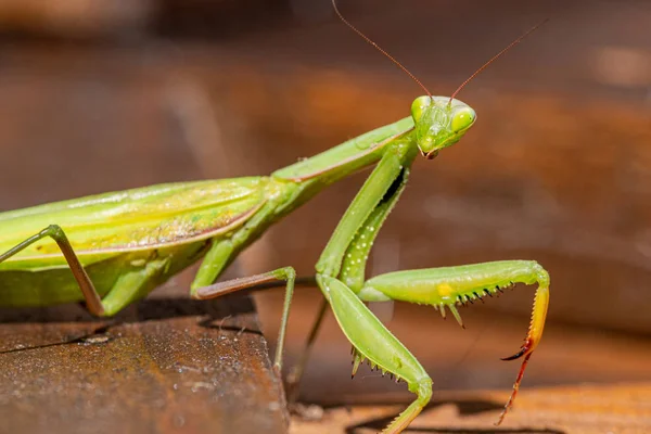 Gottesanbeterin Insekt Detailliertes Porträt Und Tierwelt — Stockfoto