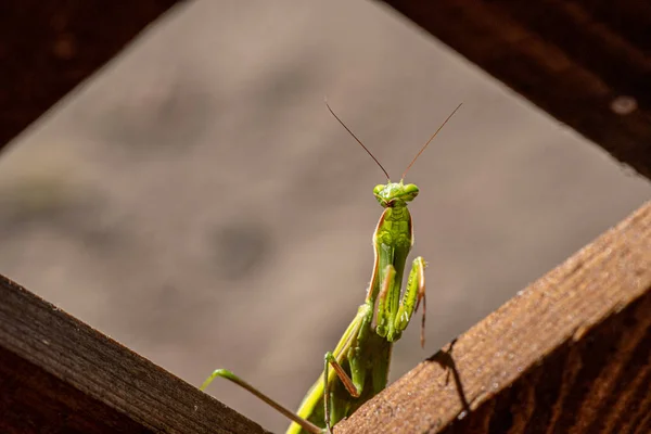 Gottesanbeterin Insekt Detailliertes Porträt Und Tierwelt — Stockfoto