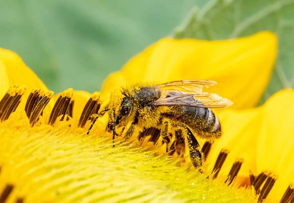 Honigbiene Mit Pollen Auf Sonnenblumen — Stockfoto