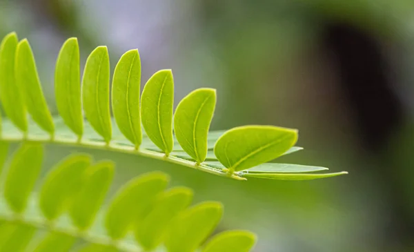 Folhas Verdes Frescas Ramo — Fotografia de Stock