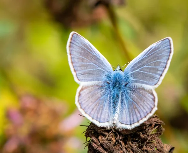 Plebeius Argus Mariposa Con Alas Blancas Azules Imagen de archivo